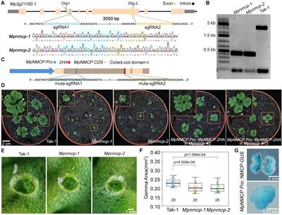 Characterization of a Plant Nuclear Matrix Constituent Protein in Liverwort